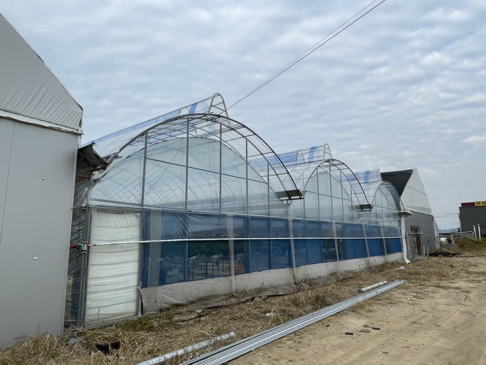 일제 PO필름 시공을 마친 평택 딸기 비닐하우스
